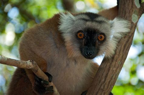 black lemur, Nosy Be, Madagascar | Lemur, Animals, Animal kingdom