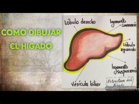 Como Dibujar El H Gado Del Sistema Digestivo Facil Y Sencillo Youtube