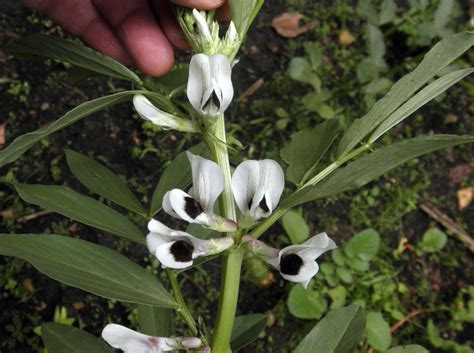 Vicia Faba Fabaceae Image At Phytoimages Siu Edu