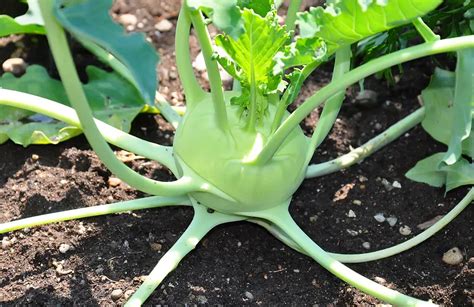 How To Grow Kohlrabi In Your Garden Plant Instructions