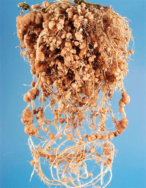 Be On The Lookout For Root Knot Nematodes FineGardening ReportWire