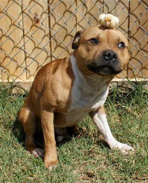 89 Best Amstaff Pitbull Images On Pinterest Pit Bull Doggies And Dogs