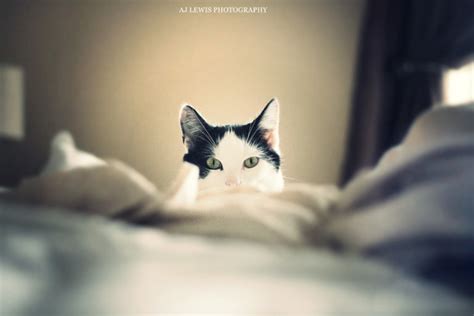 Peek A Boo - Cats Photo (41027050) - Fanpop