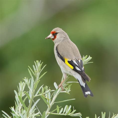 Birds of Gilgit-Baltistan - European Goldfinch