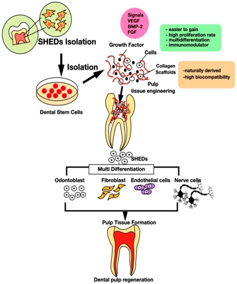 Polymers Free Full Text Tissue Engineering With Stem Cell From