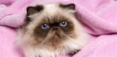 The Glorious Persian Cats Profile Facts And Care