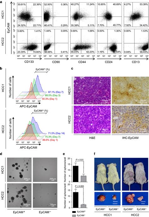 Hepatic Stem Cell Marker Expression In Hcc1 And Hcc2 Cells A Flow