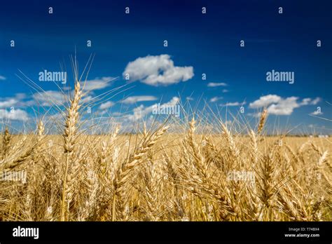 Wheat Field Prairies Alberta Hi Res Stock Photography And Images Alamy