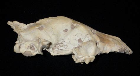 Extinct Hyena Skull Miocene Fossil Ictitherium 2061352887