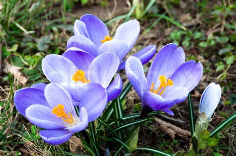 krokus blomster der vokser i græsset i foråret Stock foto Colourbox