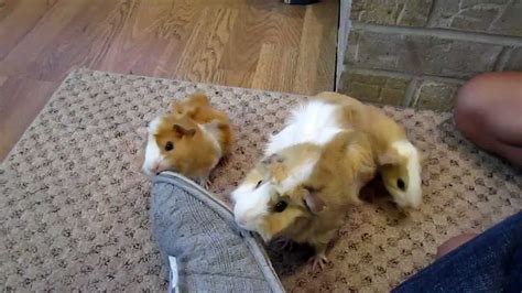 Baby Guinea Pigs Exploring With Their Mom Youtube