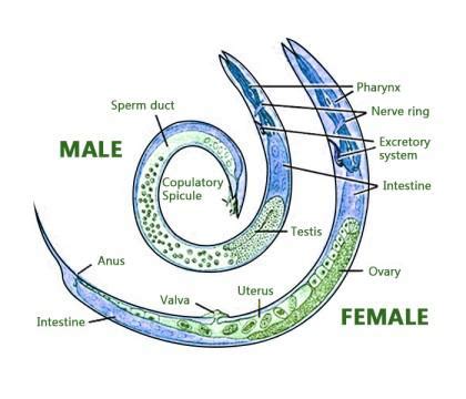 Examples Of Phylum Aschelminthes