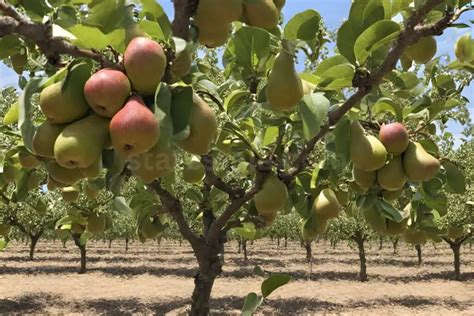 How To Trim A Pear Tree Essential Pruning Techniques