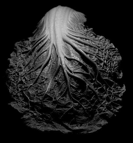 8 Photography Edward Weston Fruit And Veg Ideas Edward Weston Weston Photography