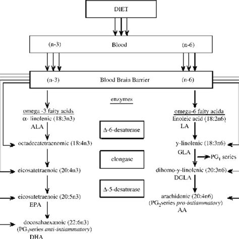 Pdf The Role Of Pufa In Aging Neuronal Membrane