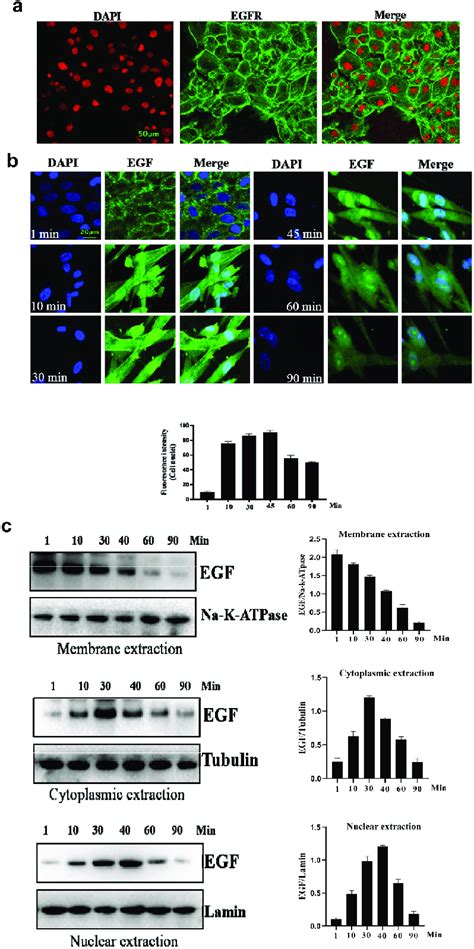 Evaluation Of The Intracellular Trafficking Of Egf Egfr A Analysis Of