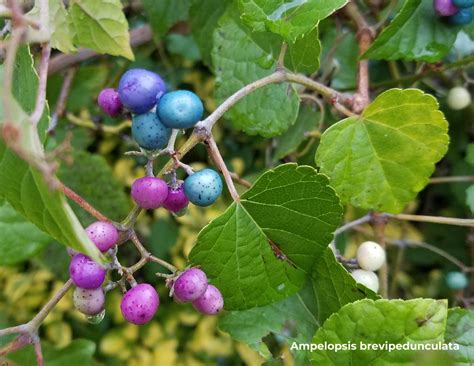 Unveiling porcelain berry: tackling an invasive threat to our