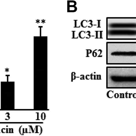 Enoxacin Induced Autophagy In Pc 3 Cells Pc 3 Cells Were Treated With