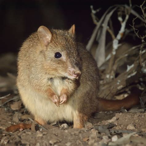 Five Years Of Protecting Threatened Wildlife Species • Perth Nrm