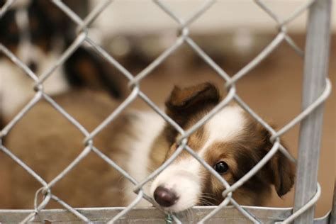 Rescue Animals Could Become Floridas Official State Pet