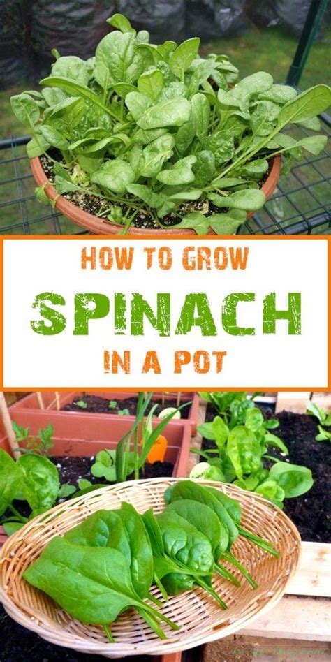 How To Grow Spinach In Your Garden Growing Spinach Container