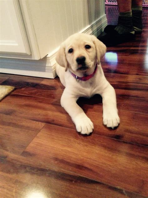 Lemon Labrador Retriever Lemon Pets Animals Labrador Retrievers