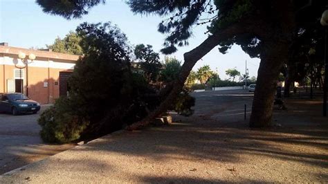 Reggio Calabria Crolla Lennesimo Albero In Citt Stavolta Nei Pressi