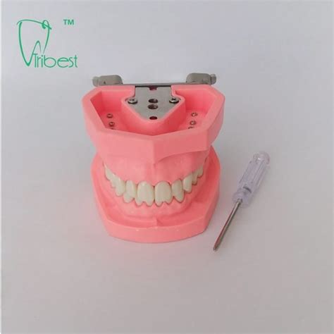 Dental Teeth Model Tribest Dental