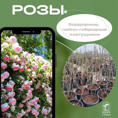 ФЛОРА ГРИН. Питомник растений 2024 | ВКонтакте