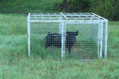 South East Queensland Trapping | Feral Pig