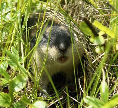 Lemming Animal Facts Lemmus Lemmus Az Animals