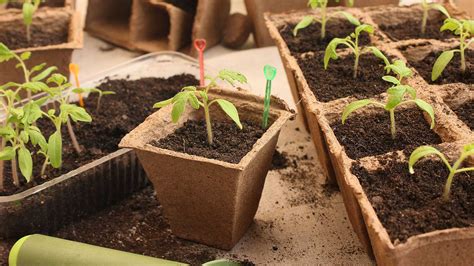 When To Transplant Seedlings From Seed Tray