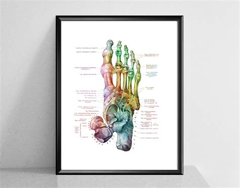 Podiatrist Office Decor, Foot Anatomy Print, Watercolor Medical Art