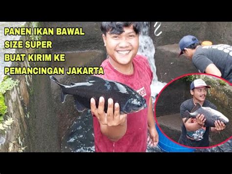 Mantap Panen Ikan Bawal Size Super Dikolam Sendiri Buat Kirim Ke