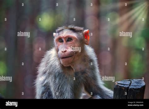 The Monkey Portrait View Is A Technique That Allows Photographers To