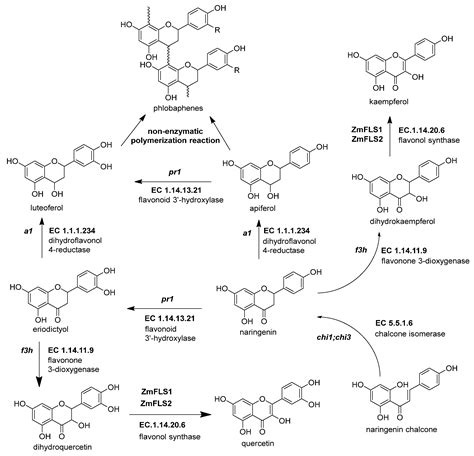 Structural Protein Genes Of The Maize Flavonoid Pathway Encyclopedia Mdpi