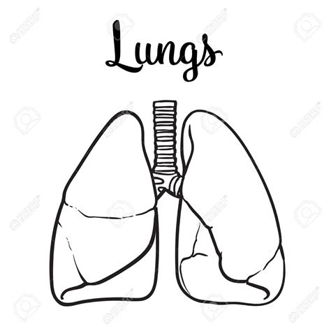 Human Lungs Outline Body Pages Coloring Colouring Printable Drawing