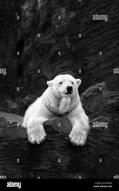 Oso Polar Acostado Fotograf As E Im Genes De Alta Resoluci N Alamy