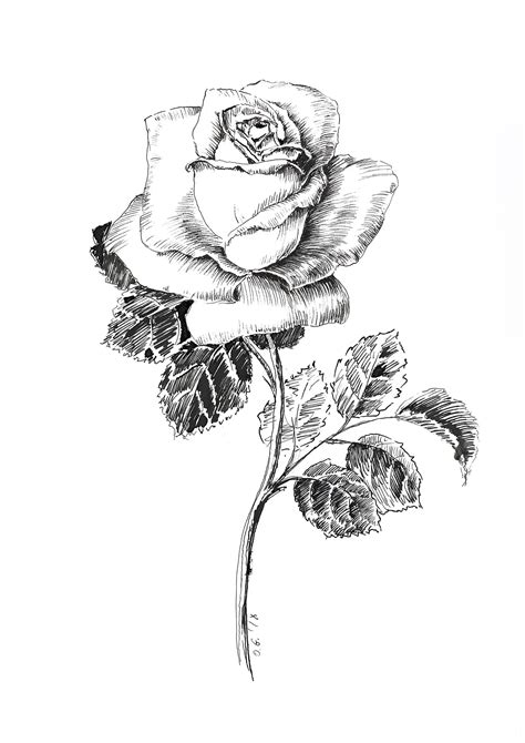 Rose Botanical Illustration Black And White