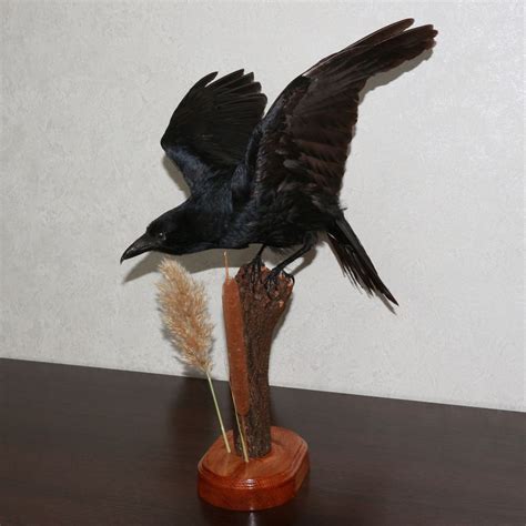 CARRION CROW TAXIDERMY BIRD MOUNT - NOT RAVEN MOUNTED, STUFFED BIRDS ...