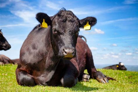 Sussex Cattle Breed: Facts, Uses, Origins & Pictures | Animal World