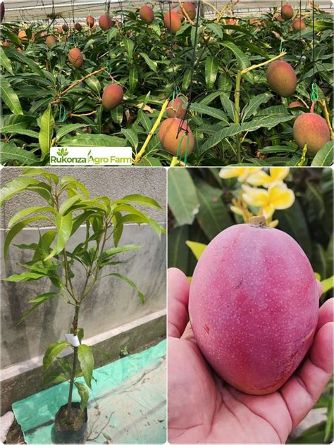 Royal Paradise Gardens Rare Exotic Tropical Fruit Dwarf Thailand Red