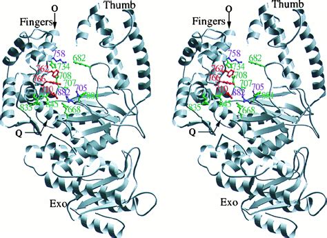 Dna Polymerase 1 Structure