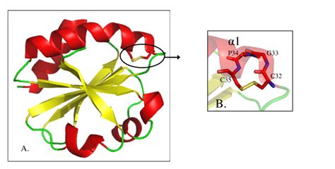 Structure 3D de la Thiorédoxine 1 d E coli code PDB 2TRX A Les