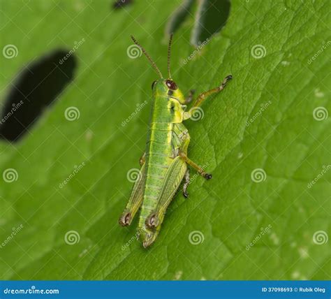 Young Green Grasshopper On A Green Leaf Stock Photos - Image: 37098693