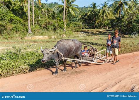 Carabao Royalty Free Stock Photography 40308419