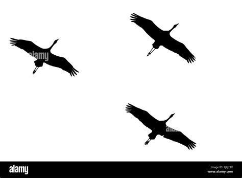 Gru Silhouette Immagini E Fotografie Stock Ad Alta Risoluzione Alamy