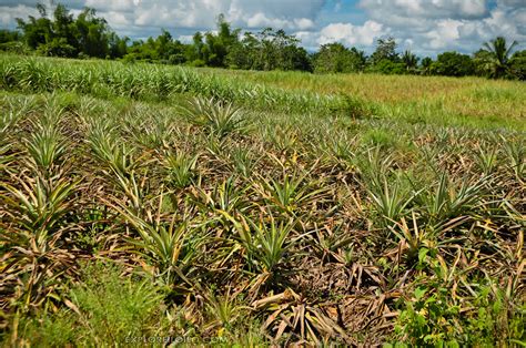 Pineapple Plantation Brgy Bita Ogan Passi City Iloilo Flickr