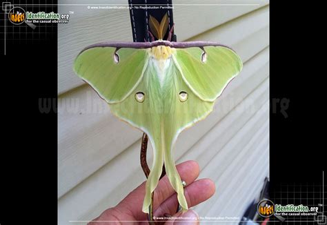 Luna Moth