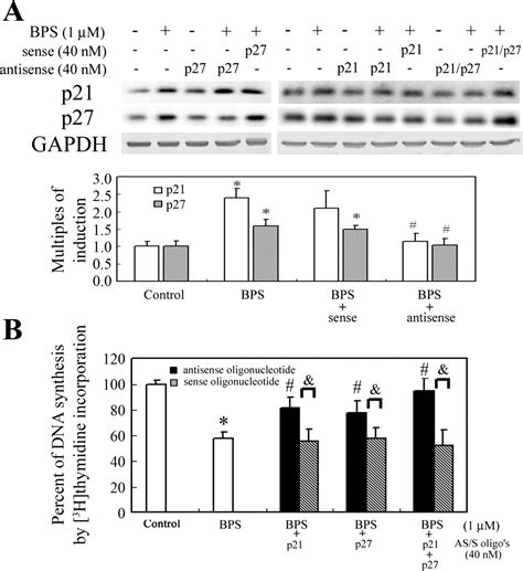 Pparδ Mediated P21p27 Induction Via Increased Creb Binding Protein Nuclear Translocation In